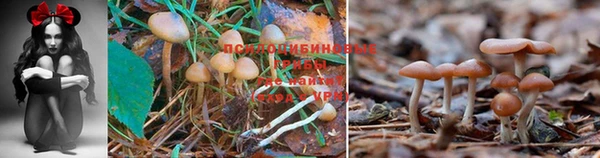 каннабис Баксан